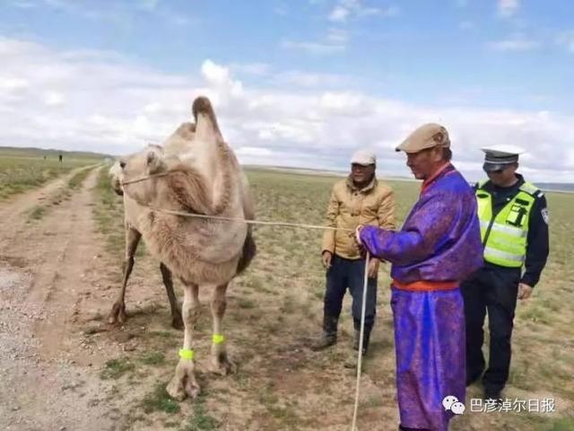 mongolia interna bayannaoer indossa nastro riflettente per le gambe per i cammelli